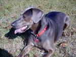 Blue Lacy Dog Breed Info, Temprament, Puppies & Pictures