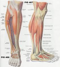 Muscles In The Human Calf In 2019 Leg Muscles Anatomy Leg