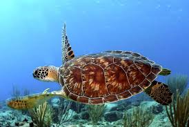 It is here that they begin to feed below the surface on animals living in the coral reefs. Interesting Green Sea Turtle Facts