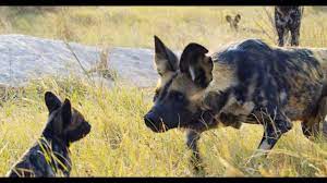 Tough leashes for tough dogs. Robotic Spy Puppy Meets Wild Dogs Youtube