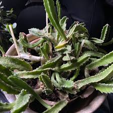 Image result for Geigeria schinzii