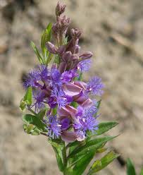 Image result for Polygala persicariifolia