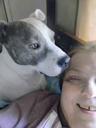 Pitbull named Koda missing in Burnsville