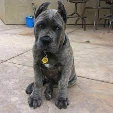 Cane Corso Puppy Dogbarkingvideo Corso Dog Cane Corso Puppies Cane Corso