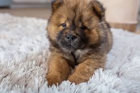 See more ideas about puppies, cute puppies, cute dogs. These Dog Breeds Always Have Unbelievably Cute Puppies