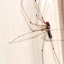 As bed bug populations sweep across the country, pest control sections of store shelves are being filled with the latest and greatest claims to victory over the war on bed bugs, but be careful. Pest Control Services In Kings Langley Chipperfield Wd4 Call Now 020 8166 9746