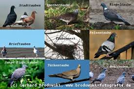 Billigflieger von portugal nach deutschland ab 18 €. Alles Uber Tauben Taubenarten Bestimmen Nahrung Alter Nest Bilder