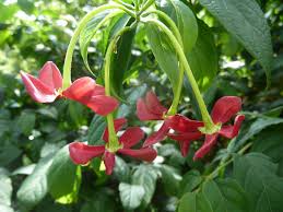 Image result for Combretum indicum