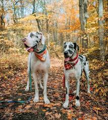 If you are looking for great dane puppies for sale then you are on right place. American Vs European Great Dane A Comparative Analysis