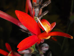 Image result for Cannaceae