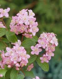 Image result for Deutzia x hybrida ′Mont Rose