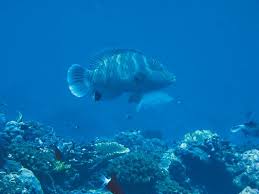 He is the demon king who was impeached. 2xbliervic3zgm