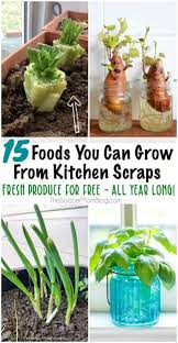 Even with asparagus from transplanted crowns, you will probably want to wait for a year and not harvest until the second year after you've planted it. 15 Foods You Can Regrow From Kitchen Scraps For Fresh Produce All Year Regrow Vegetables Food Garden Growing Vegetables In Pots