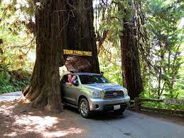 But if you already stopped at the klamath tour thru tree, you can skip the others. Klamath Tour Thru Tree Inspired Imperfection