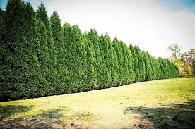 If you need privacy in your yard, but don't want to—or can't—install a fence, you still have plenty of options. Best Privacy Trees For Your Backyard Privacy Landscaping Leyland Cypress Privacy Trees Backyard