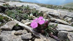 Image result for Dianthus chimanimaniensis