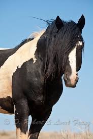 Beautiful Black And White Mustang Horse Wild Mustang Band Stallion Black And White Paint Mustang Horse Horses Wild Horses