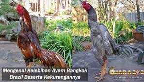 Mengenal Kelebihan Ayam Bangkok Brazil Beserta Kekurangannya Sabung Ayam Online Ayam Brazil Bangkok