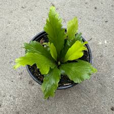 Image result for Asplenium ceii