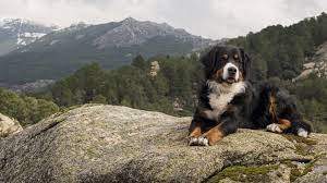 Exclusive puppy board & train service just for puppies! Best Dog Training In Colorado Springs Colorado Springs Puppy Trainers