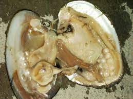 Pearls, widely used in jewelry, is considered one of the oldest and most beautiful materials. Where Do Pearls Come From Pearls Pearl Farm Baby Pearls