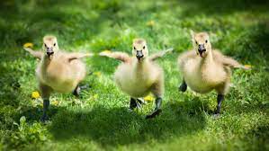 What Is A Young Goose Called Happy Animals Animals Friends Cute Animals
