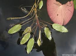 Image result for Potamogeton