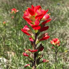 They need less fertilizers, pesticides or use less water. Texas Hill Country Wildflower Identification Guide