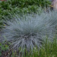Image result for Festuca simensis