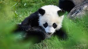 May 16, 2012 · pandas are also found in the australian zoos such as adelaide zoo and southern hemisphere. C Est L Anniversaire Du Bebe Panda Du Zoo De Beauval