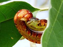 Image result for Salacia madagascariensis