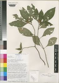 Image result for Achyrospermum laterale