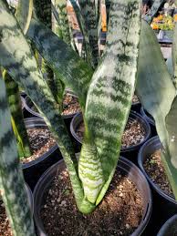 Image result for Sansevieria trifasciata