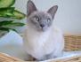 Tonkinese Cat Problems - Pets