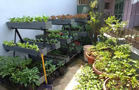 Bercocok tanam di pekarangan rumah saat ini bisa disebut sebagai trend tersendiri. Bertanam Organik Mulai Dari Pekarangan Evrinasp