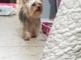 See reviews, photos, directions, phone numbers and more for texas yorkies for sale locations in longview, tx. Yorkshire Terrier Puppies For Sale Longview Tx 326517