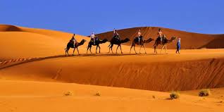 The camel rides in gran canaria are a highly recommended activity to live an original experience whether you are a tourist or to make a different route or safari in a group. Camel Ride