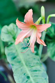 Image result for Hippeastrum puniceum