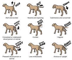 Dog Tail Wags What Do They Mean Read The Article Dogo App