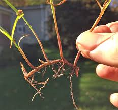 Image result for Kyllinga