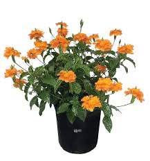 Image result for Crossandra fruticulosa