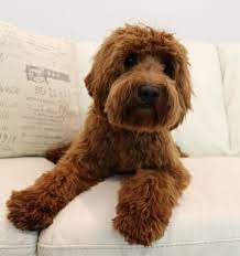 We did not find results for: We Love Our Puppies And We Love Our People Too Valley Vineyard Labradoodles