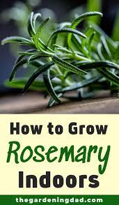 How To Grow Rosemary From Seed In 5 Easy Steps The Gardening Dad Growing Rosemary Growing Rosemary Indoors Rosemary