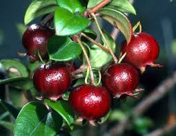 Image result for Chilean guava images