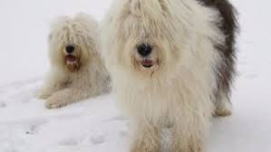 Some people may choose a simple scissor cut and trim for their dog's dog hair can come in all types, lengths and thicknesses. Old English Sheepdog Short And Long Coat Pettime