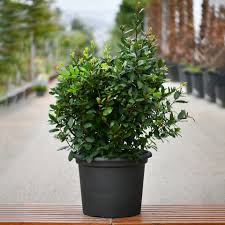 Image result for Laurus