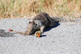 Crows and squirrels are always interacting, but never the one with the other, only squirrels with squirrels chase each other a lot, up and down trees and tree to tree, across the ground and across. I Got This Photo Of A Ground Squirrel Eating A Bird Egg From The Car Window