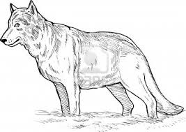 Bilingue pour apprendre le nom des animaux en français et en anglais. Coloriages A Imprimer Loup Numero 113475