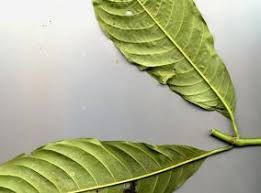 Image result for Psychotria djumaensis