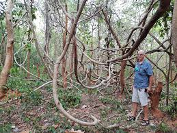 Image result for Ventilago